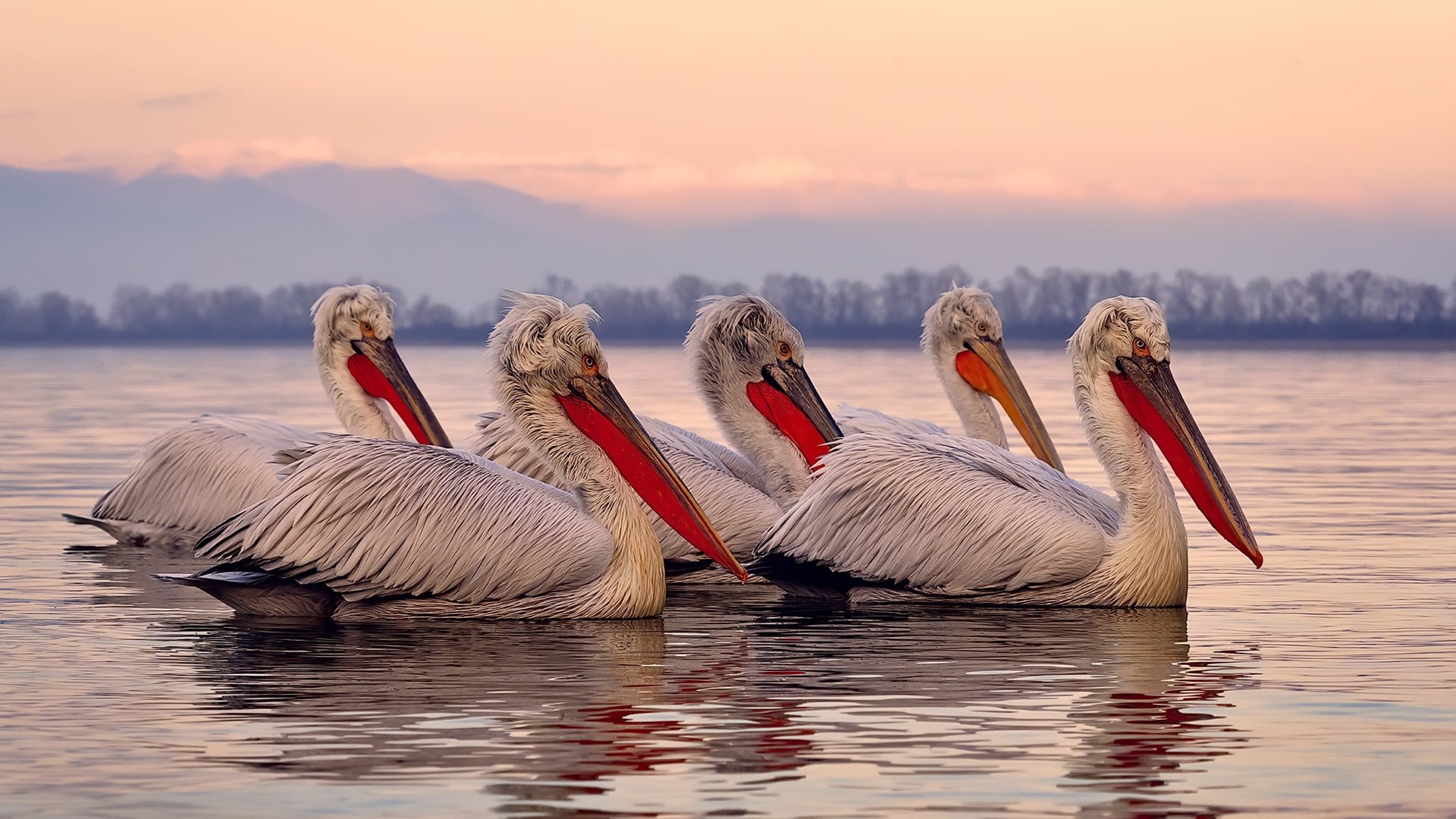 冷雨敲窗与熔岩过境，当丹麦的精密配合遇上李梓嘉的烈焰手感