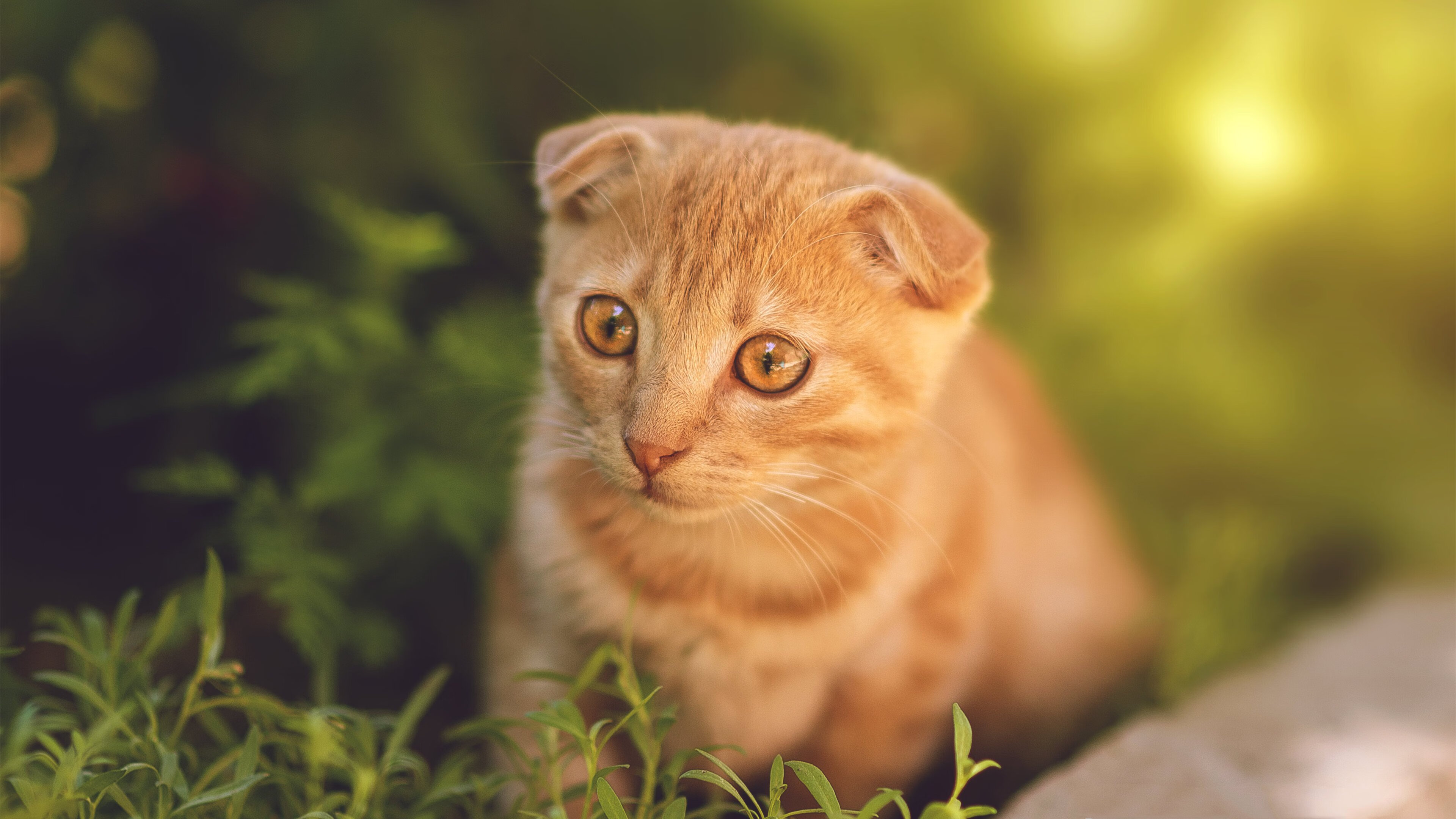 爱游戏在线-F1年度争冠之夜，托尼的光辉与对手的暗影