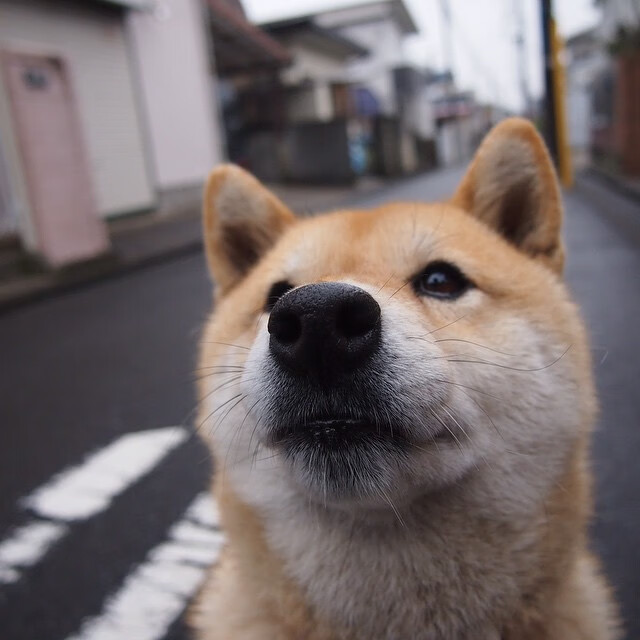 爱游戏入口-马克西51分唤醒费城死魂，但凯尔特人终在绞肉机里淬出真金