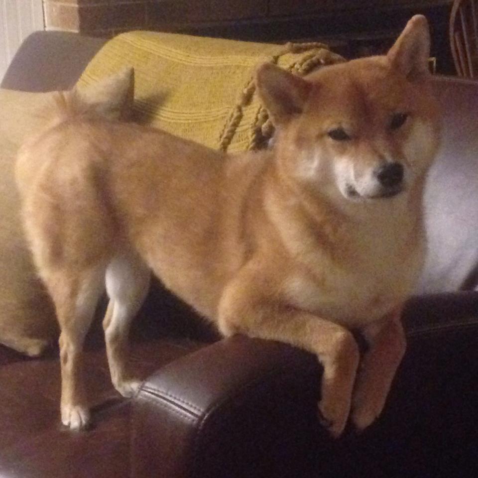 征服的艺术，从沙漠赛道到绿茵战场