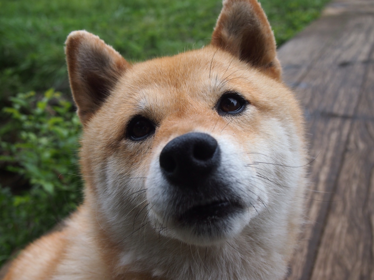 逆风三连斩！莫兰特关键先生本色，爵士惊涛骇浪中险胜独行侠