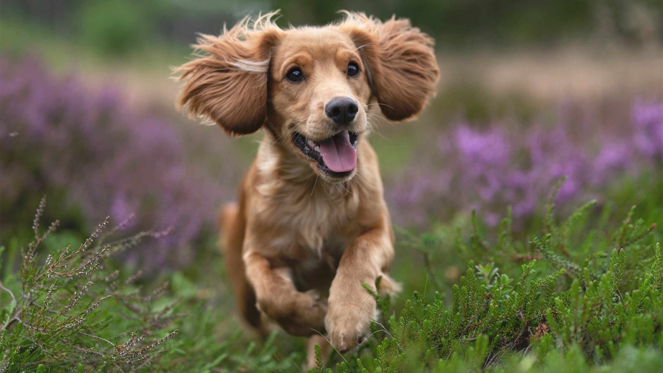 绿茵场外的角球,当哥伦比亚的强行终结成为全球博弈的隐喻
