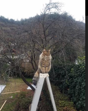 唯一性的体育交响曲，德甲争冠战的烽火与上海队驯服灰熊的传奇