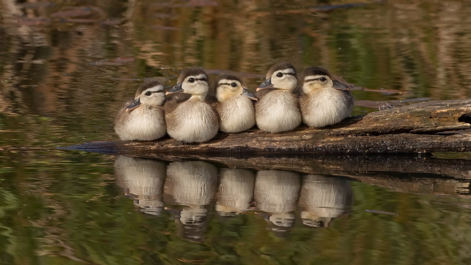 大场面先生戈麦斯导演惨案！威尔士客场4-0粉碎亚特兰大神话