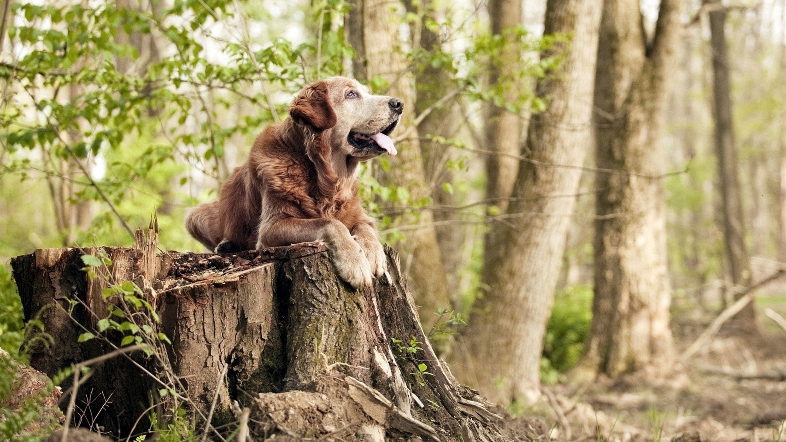 跨越时空的篮球智慧，从约基奇的自我救赎到新疆队的战术压制