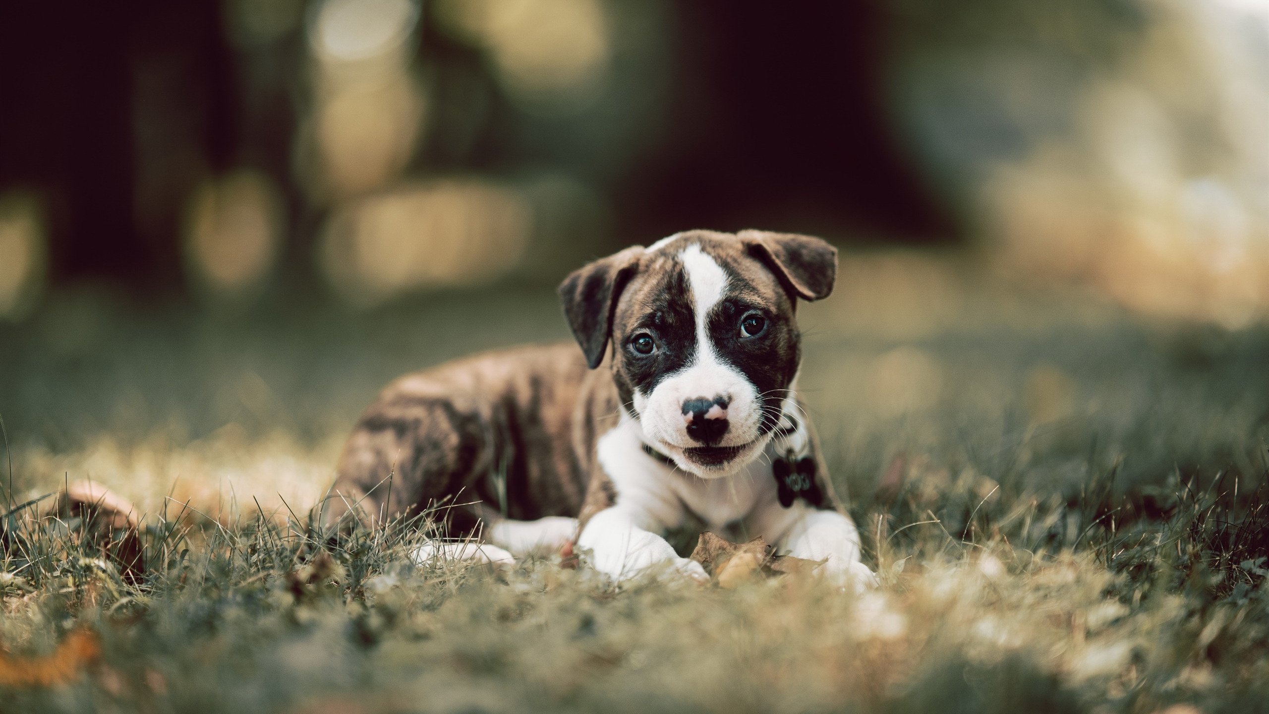 钢铁交响乐与灵光独奏，澳大利亚的完胜方程式与特奥的制胜魔术