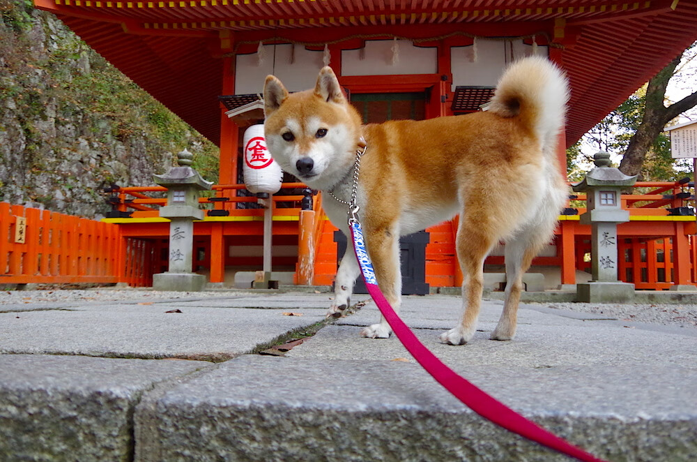 宿命对决，卡塔尔黄金米兰与最后的古典大师若日尼奥