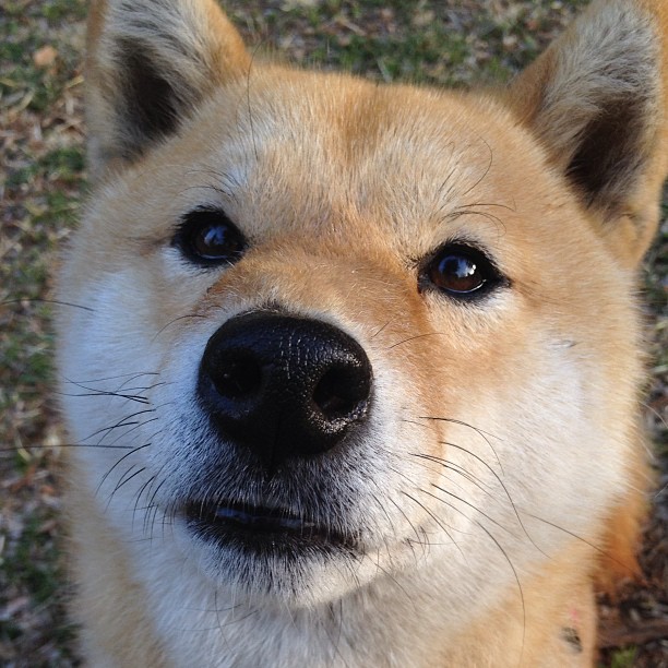 联动的胜利，武切维奇的爆发与步行者的防守密码，揭示一场篮板革命